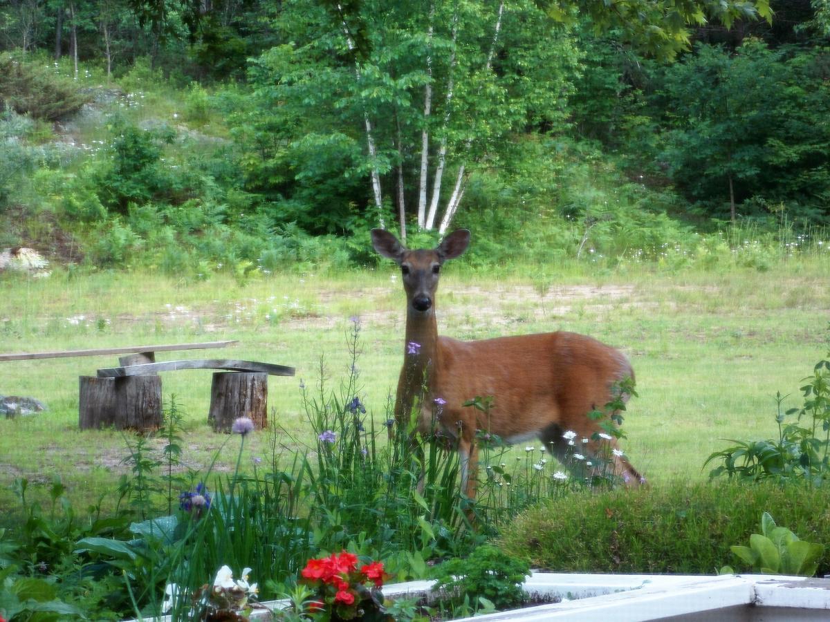 Bear & Butterfly Bed and Breakfast Gravenhurst Exterior foto